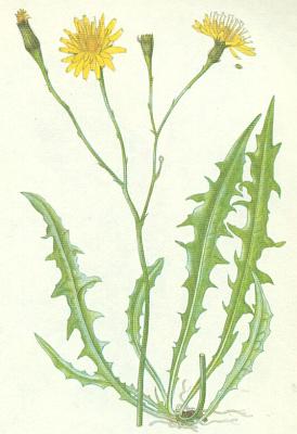 ekankovit - Pampelika podzimn