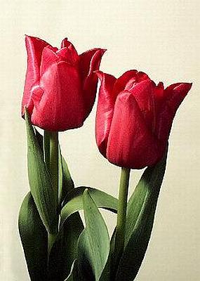 Liliovit - Tulipn zahradn