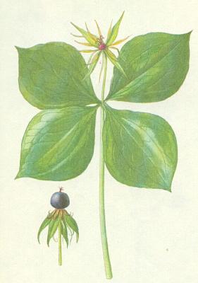 Liliovit - Vran oko tylist