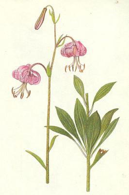 Liliovit - Lilie zlatohlvek