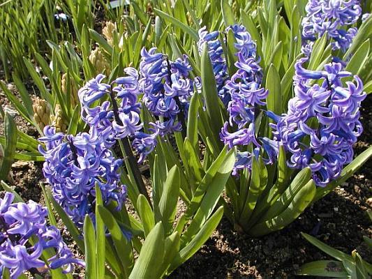 Liliovit - Hyacint vchodn