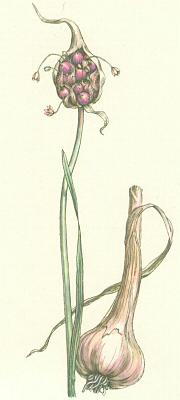 Liliovit - esnek kuchysk