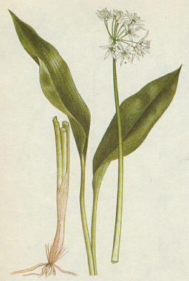 Liliovit - esnek medvd