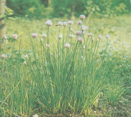 Liliovit - Paitka poben