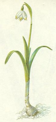 Amarylkovit - Bledule jarn