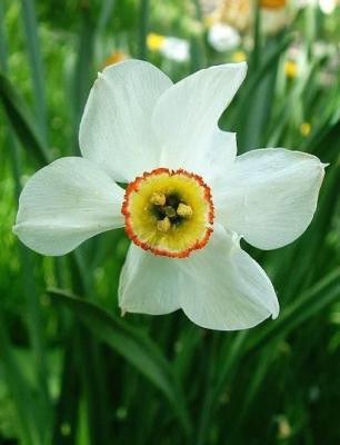 Amarylkovit - Narcis bl