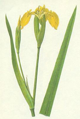 Kosatcovit - Kosatec lut