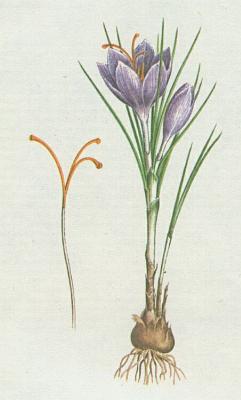 Kosatcovit - afrn set