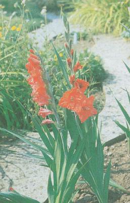 Kosatcovit - Mek obecn