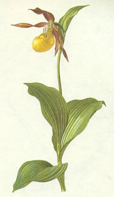 Vstavaovit - Stevink pantoflek