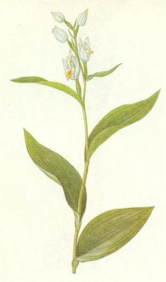 Vstavaovit - Okrotice bl