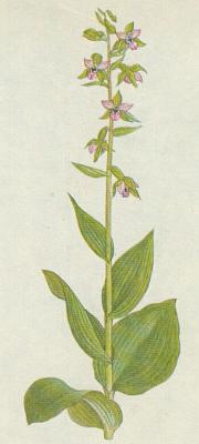 Vstavaovit - Krutk irolist