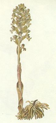 Vstavaovit - Hlstnk hvzdk