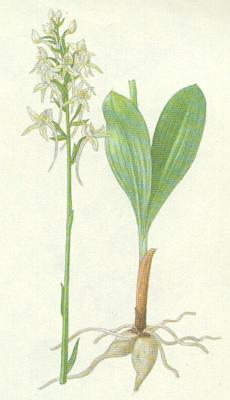 Vstavaovit - Vemenk dvoulist