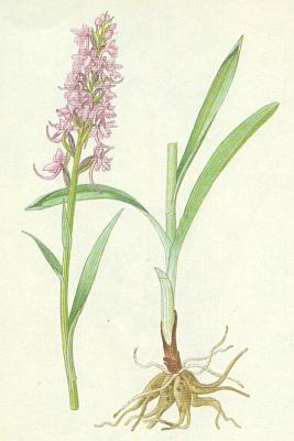 Vstavaovit - Ptiprstka eulnk