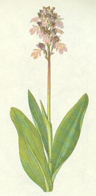 Vstavaovit - Vstava nachov