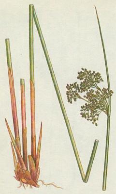 Stinovit - Stina rozkladit