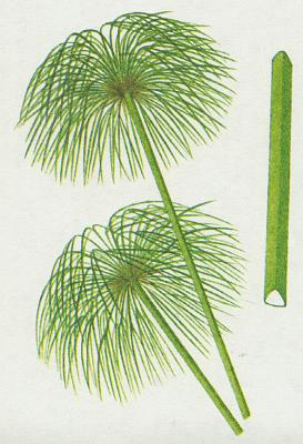 chorovit - chor papyrus