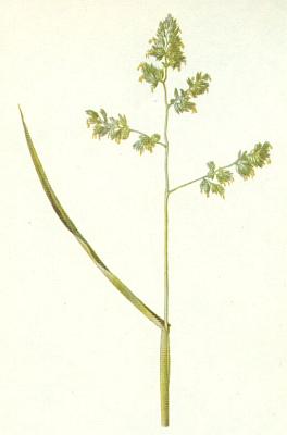 Lipnicovit - Srha lalon