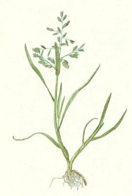 Lipnicovit - Lipnice ron