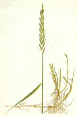 Lipnicovit - Pr plaziv