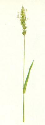 Lipnicovit - Tomka vonn