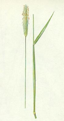 Lipnicovit - Psrka lun