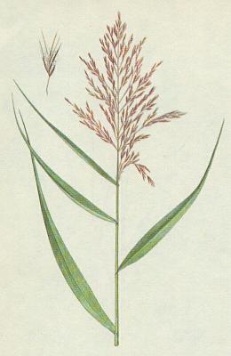 Lipnicovit - Rkos obecn