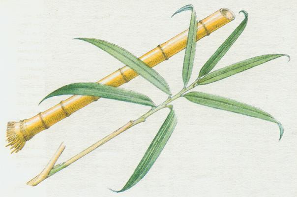 Lipnicovit - Bambusovnk rkosovit