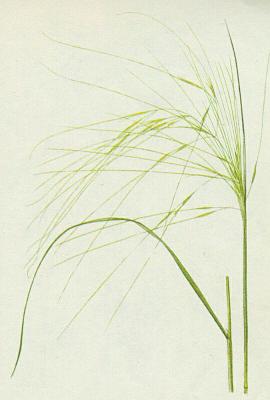 Lipnicovit - Kavyl vlskovit