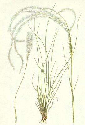 Lipnicovit - Kavyl Ivanv