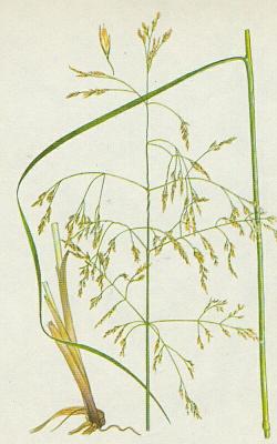 Lipnicovit - Metlice trsnat