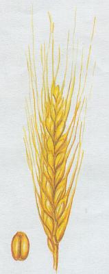 Lipnicovit - Penice set