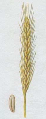 Lipnicovit - ito set