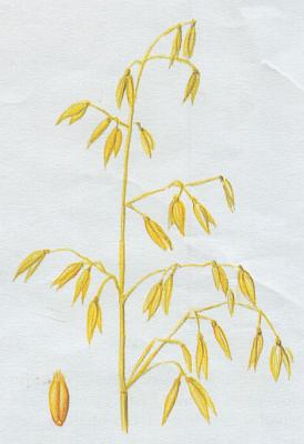 Lipnicovit - Oves set