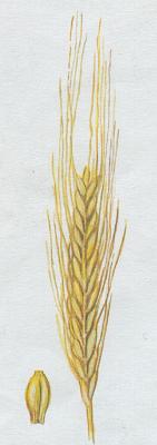 Lipnicovit - Jemen obecn