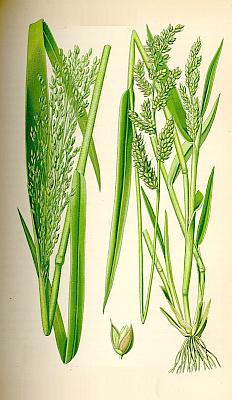 Lipnicovit - Proso set