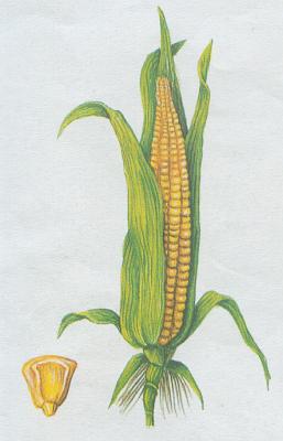 Lipnicovité - Kukuřice setá