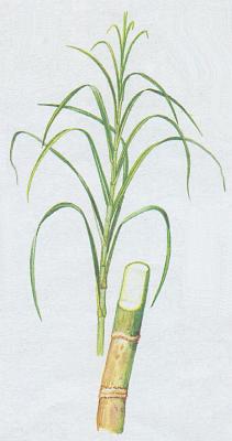 Lipnicovit - Cukrovnk lkask