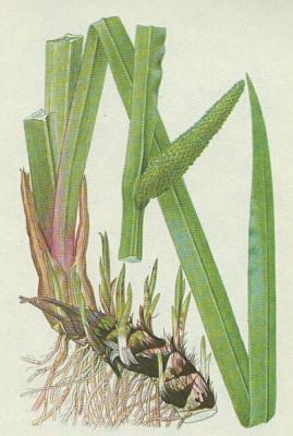 ronovit - Pukvorec obecn