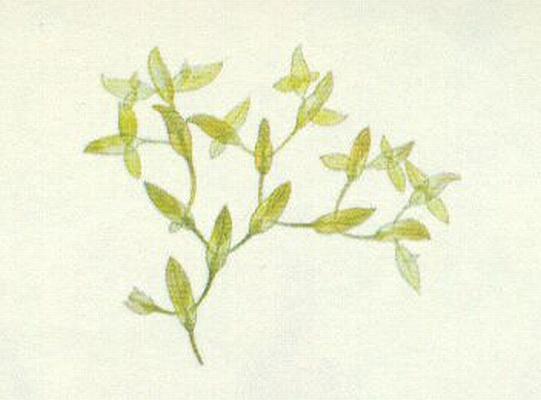 Okehkovit - Okehek trobrzd