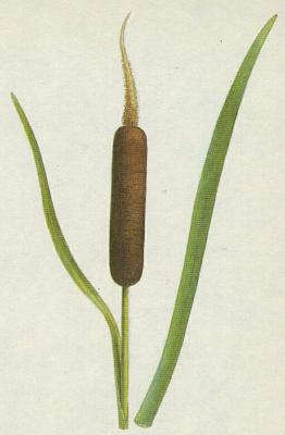 Orobincovit - Orobinec irokolist