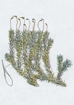 Mechorosty - Blomech siv