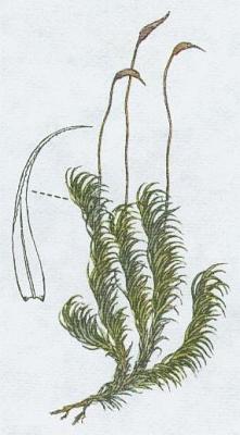 Mechorosty - Dvouhrotec chvostnat