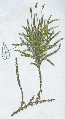 Mechorosty - Drabk stromkovit