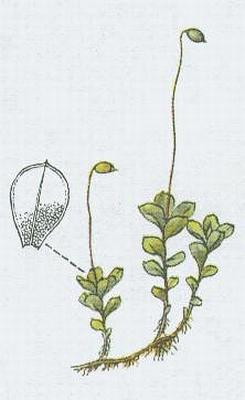 Mechorosty - Mk tekovan