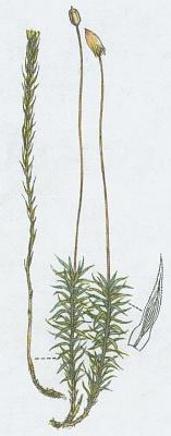 Mechorosty - Plonk obecn