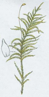 Mechorosty - Travnk Scheberv