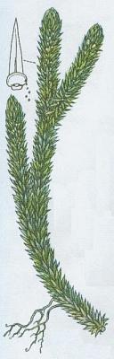 Plavun - Vranec jedlov