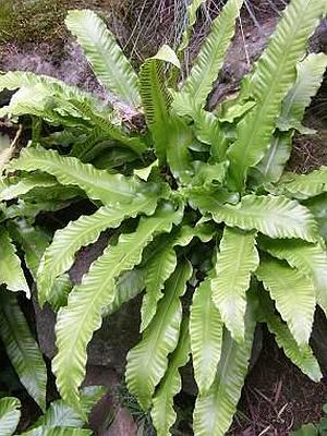 Kapradiny - Jazyk jelen